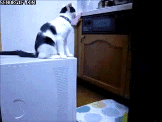 Biggest-Animal-Jerks