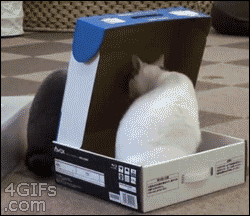 Biggest-Animal-Jerks