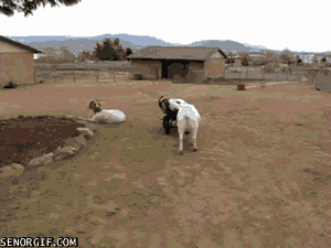 Biggest-Animal-Jerks