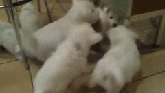 Biggest-Animal-Jerks