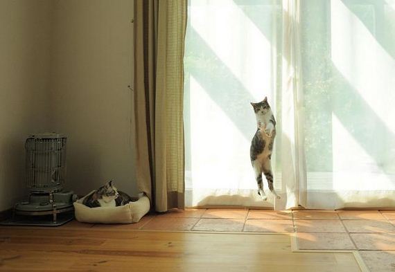 Cats-Caught-Hovering