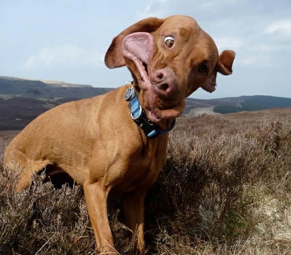 Dogs-Caught-Mid-Sneeze