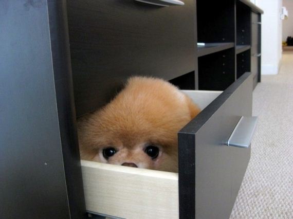 Dogs-That-Really-Need