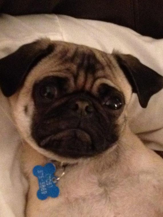 Dogs-That-Really-Need