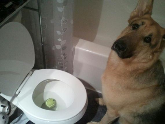 Dogs-That-Really-Need