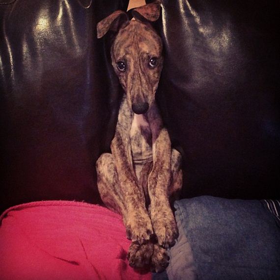 Dogs-That-Really-Need