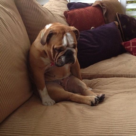 Dogs-That-Really-Need