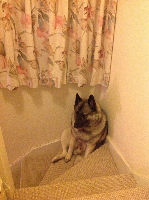 Dogs-That-Really-Need