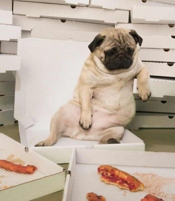 Dogs-That-Really-Need