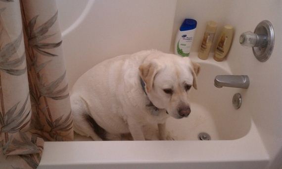 Dogs-That-Really-Need