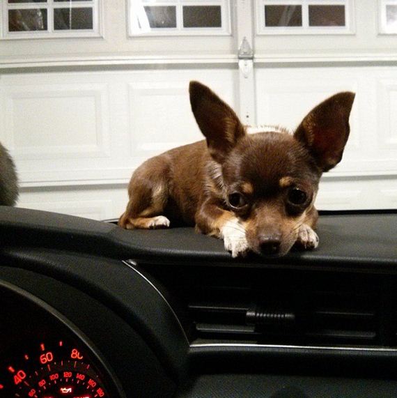 Dogs-That-Really-Need