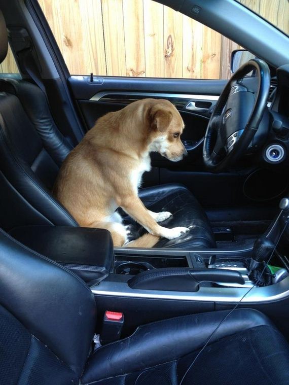 Dogs-That-Really-Need