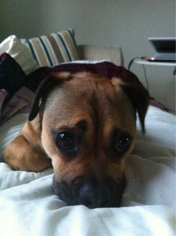 Dogs-That-Really-Need