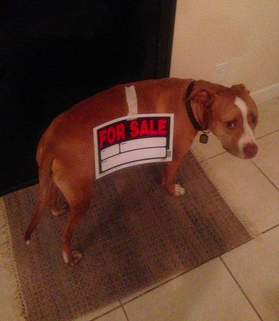 Dogs-That-Really-Need