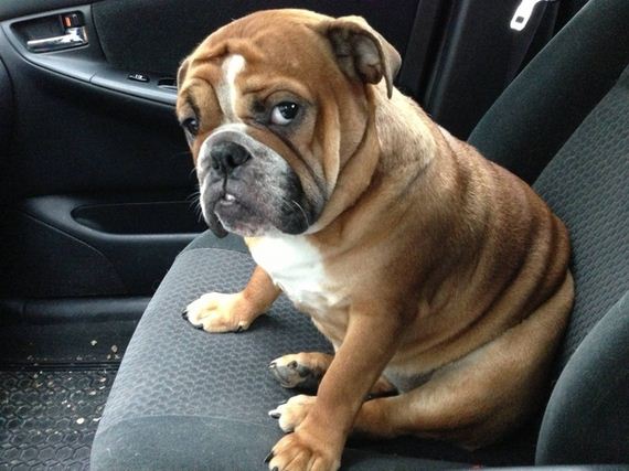 Dogs-That-Really-Need
