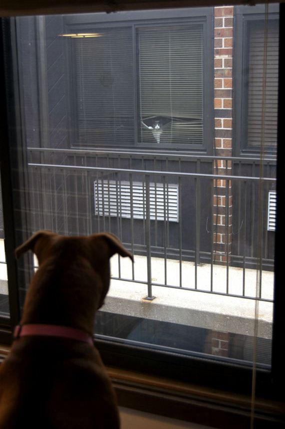Dogs-That-Really-Need