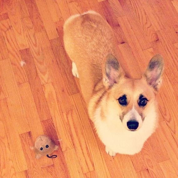 Dogs-That-Really-Need