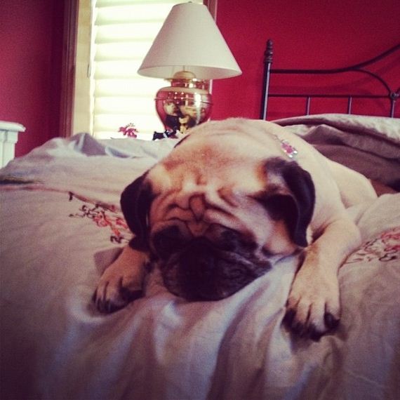 Dogs-That-Really-Need