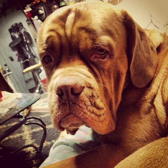 Dogs-That-Really-Need