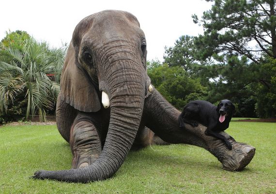 Friendship-Dog-And-Elephant