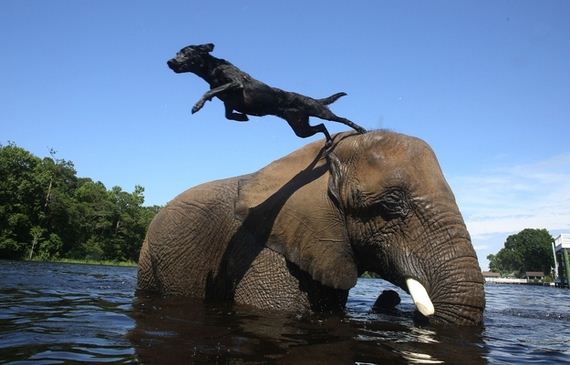 Friendship-Dog-And-Elephant
