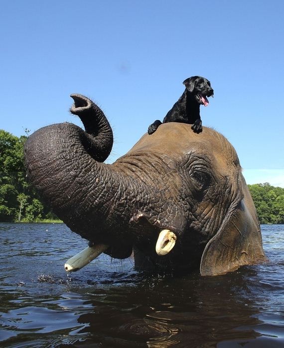 Friendship-Dog-And-Elephant