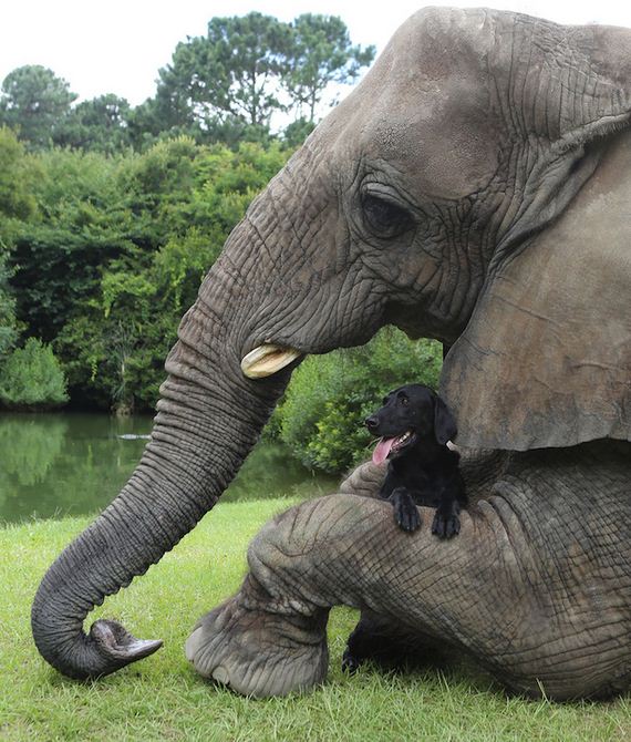 Friendship-Dog-And-Elephant