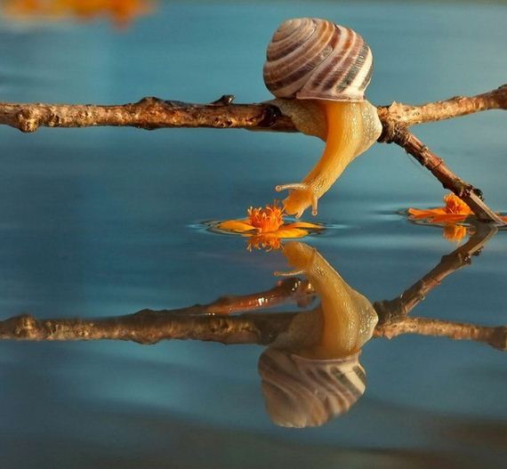Knew-About-Snails