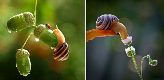 Knew-About-Snails