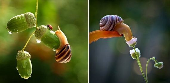 Knew-About-Snails