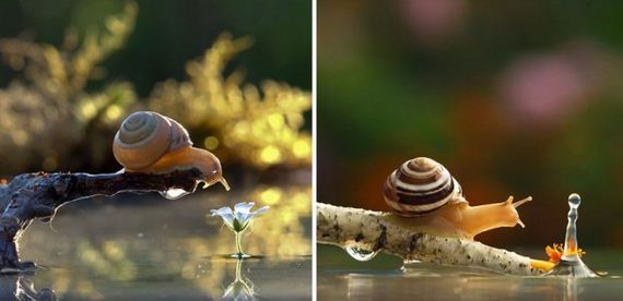 Knew-About-Snails