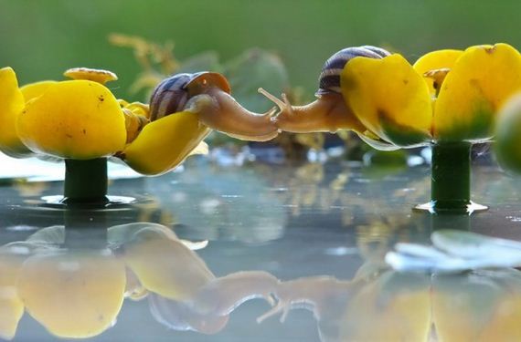 Knew-About-Snails