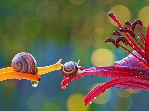 Knew-About-Snails