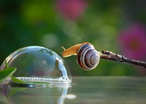 Knew-About-Snails