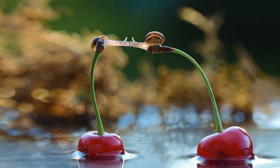 Knew-About-Snails