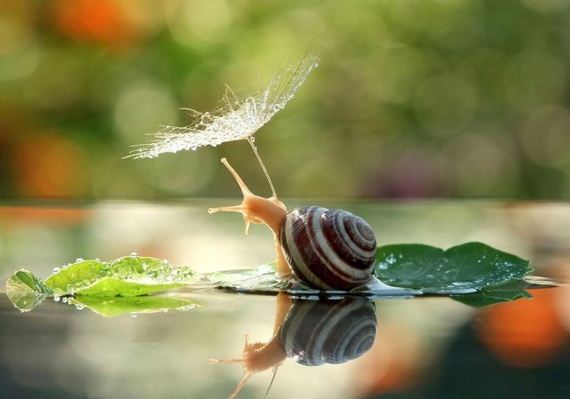 Knew-About-Snails