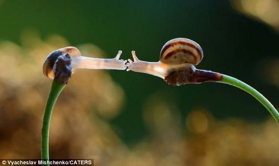 Knew-About-Snails