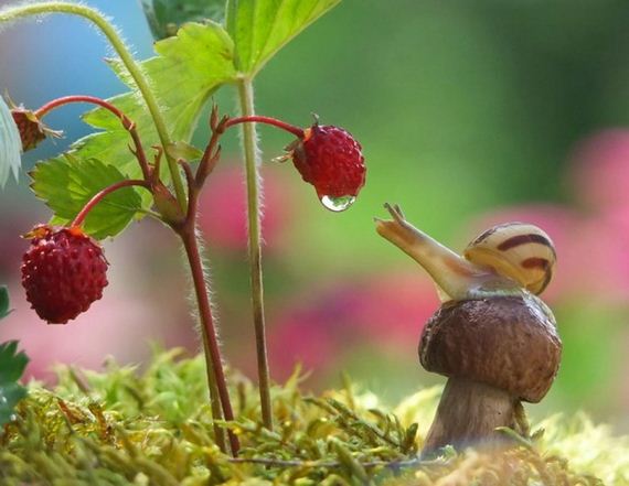 Knew-About-Snails