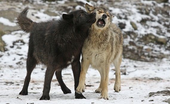 Least-Majestic-Wolves