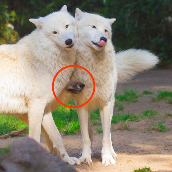 Least-Majestic-Wolves