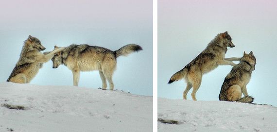 Least-Majestic-Wolves
