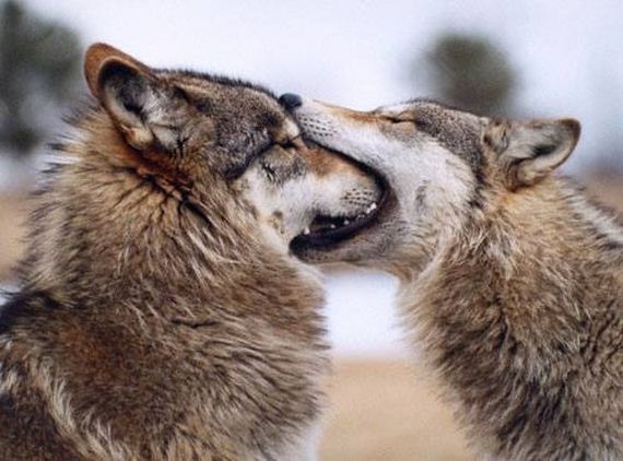 Least-Majestic-Wolves