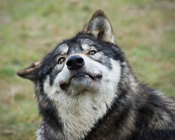 Least-Majestic-Wolves