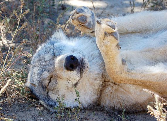 Least-Majestic-Wolves