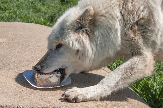 Least-Majestic-Wolves