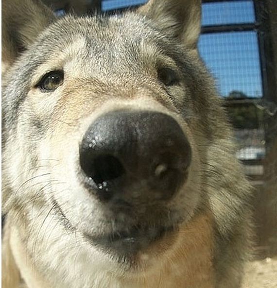 Least-Majestic-Wolves