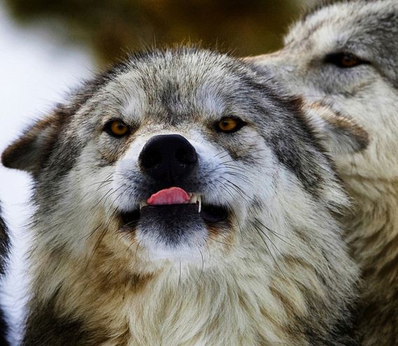 Least-Majestic-Wolves