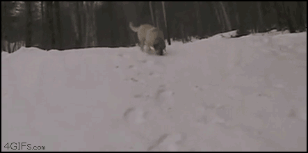More-Dogs-Forgot