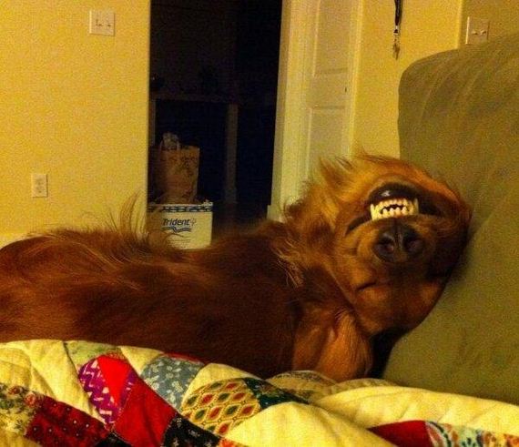 More-Dogs-Forgot