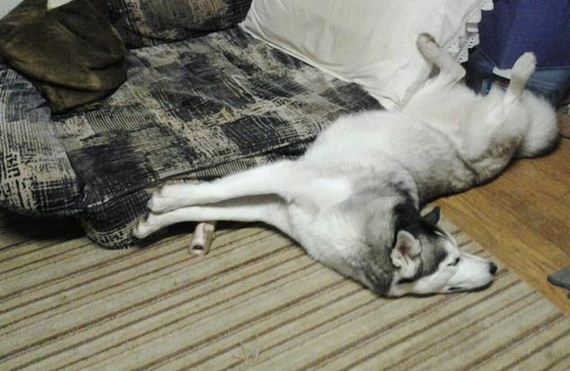 More-Dogs-Forgot